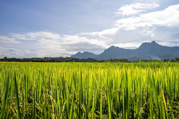 Beautiful Rice paddy field against tiny cloud sky.