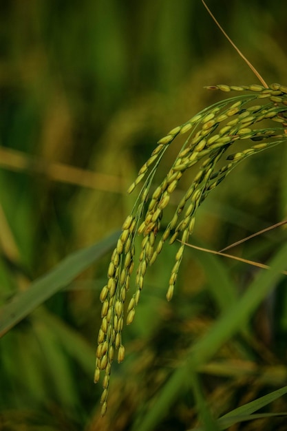 Beautiful Rice Paddy