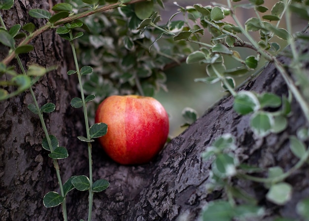 Beautiful ripe red apple lies on a tree