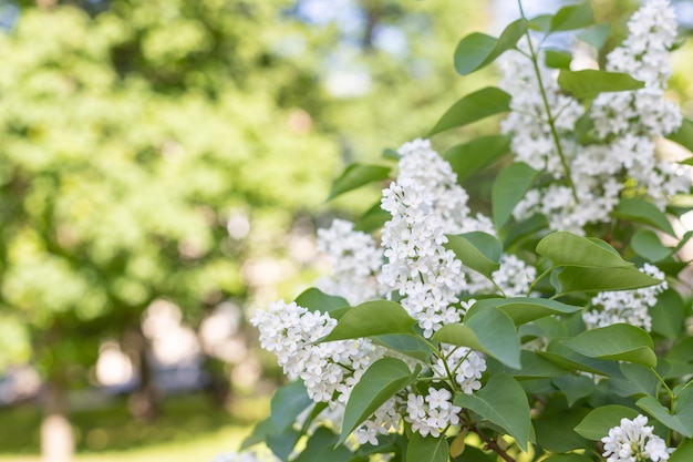 Beautiful ripe white lilac flowers on a sunny spring day in May against a background of a green garden White lilac bush spring background