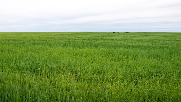 Beautiful Ripening crop of green wheat grass landscape at rural countryside of Spain