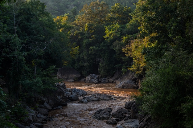 Beautiful River in the green tropical forest jungle. River in mountain forest is nature co