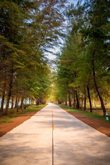 Beautiful road between Pine trees and sea in sunny day