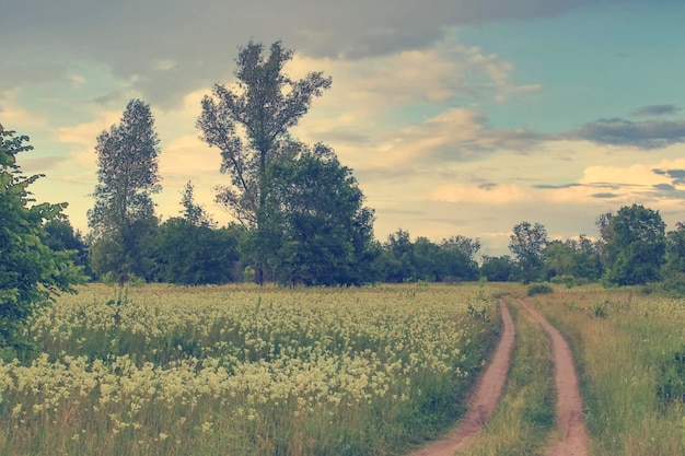 Beautiful road on sunny meadow