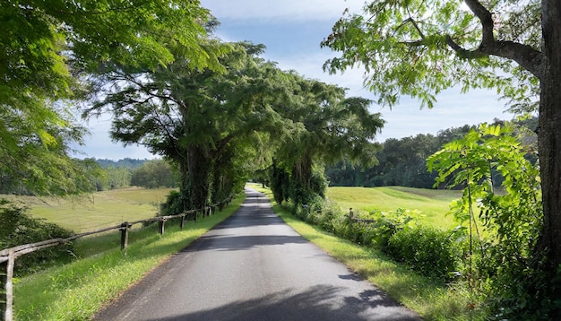 A Beautiful Road Through Lush Greenery