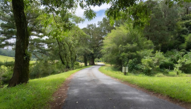 A Beautiful Road Through Lush Greenery