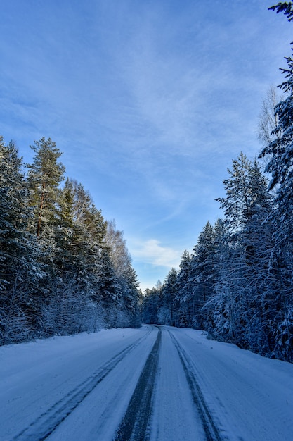 Beautiful road in the winter forest