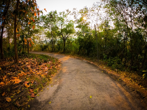 Beautiful road with trees on both sides during sunset.