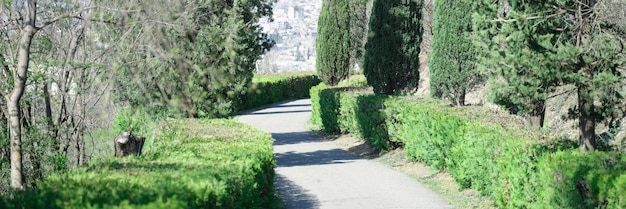 Beautiful roads in park with bushes and trees curved asphalt alley on a sunny day concept