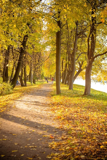 Beautiful romantic alley in a park with colorful trees and sunlight autumn natural backgroundalley b