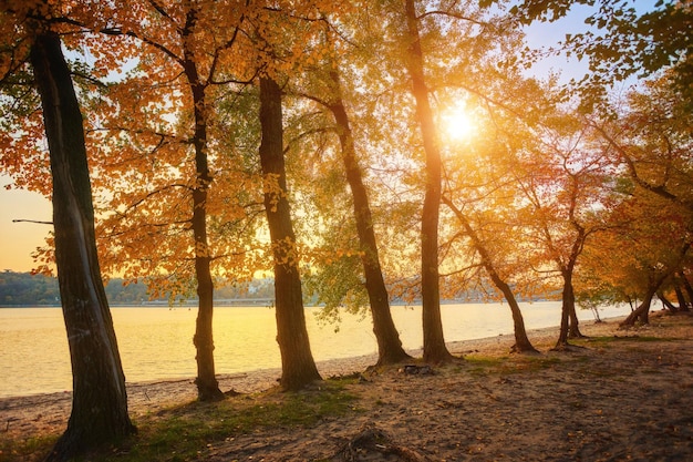 Beautiful romantic alley in a park with colorful trees and sunlight