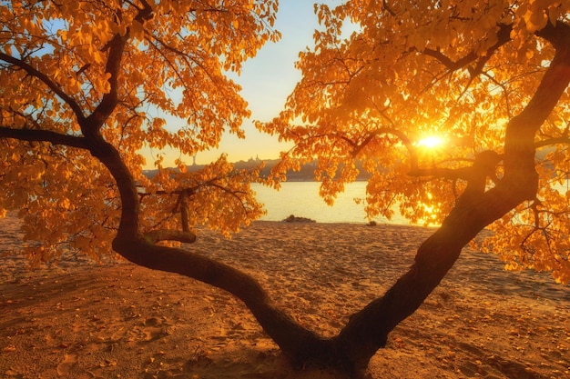 Beautiful romantic alley in a park with colorful trees and sunlight