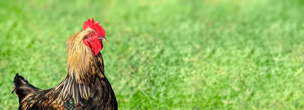 Beautiful rooster on side on blurred green grass background