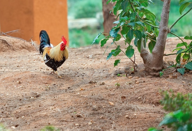 Beautiful rooster walking in the yard