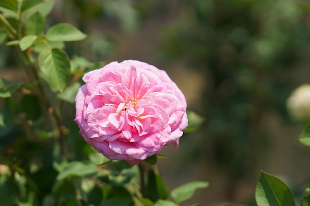 Beautiful rose blooming in the sun