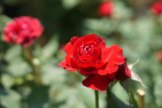 Beautiful rose blooming in the sun