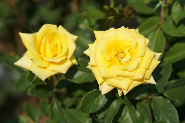 Beautiful rose blooming in the sun