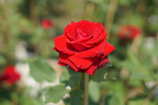 Beautiful rose blooming in the sun