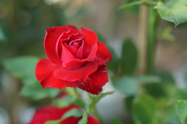 Beautiful rose blooming in the sun