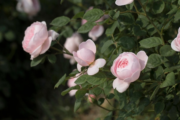 beautiful rose in the field