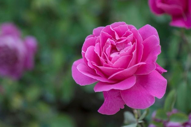 beautiful rose in the field