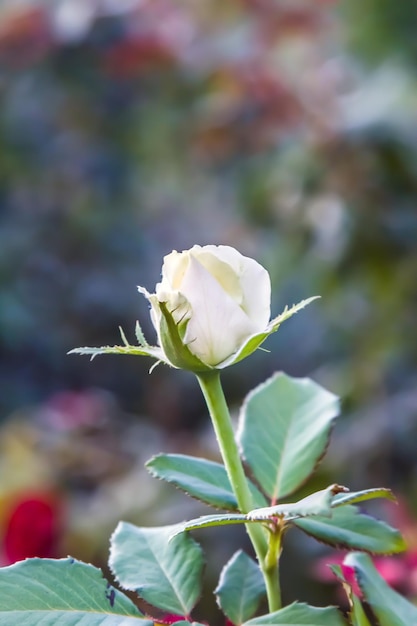 Beautiful rose flower bud in nature