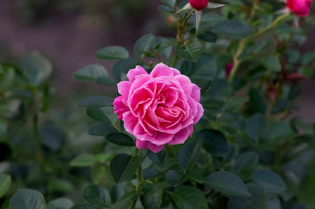 Beautiful rose flower rosa octavia hill close-up