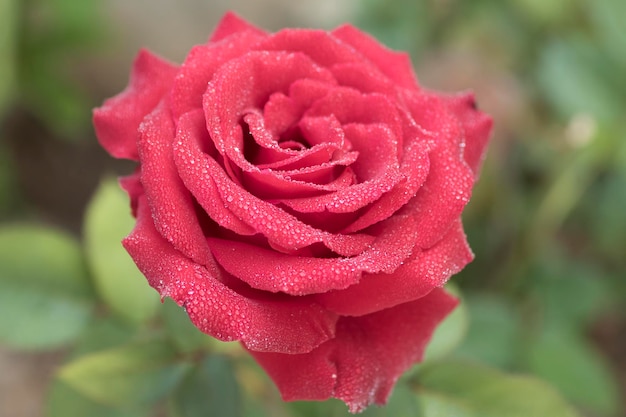 Beautiful rose flower with drops of dew