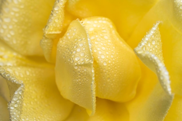 Beautiful rose flower with drops of dew