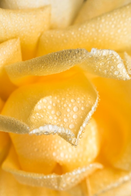 Beautiful rose flower with drops of dew