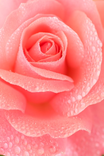 Beautiful rose flower with drops of dew