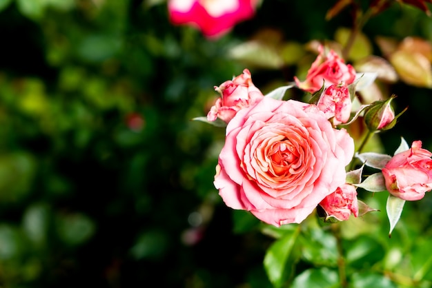 beautiful rose flowers