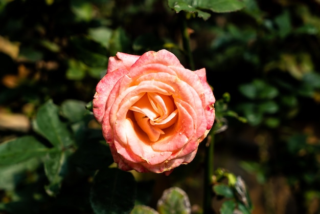 beautiful rose flowers