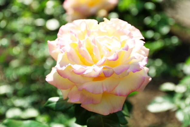 Beautiful rose on green bush in garden