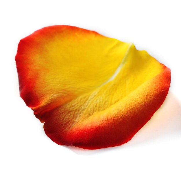 Beautiful rose petal, isolated on white