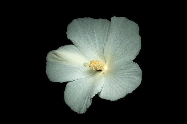 Beautiful Rose of Sharon flower also known as Hibiscus syriacus Diana Rose