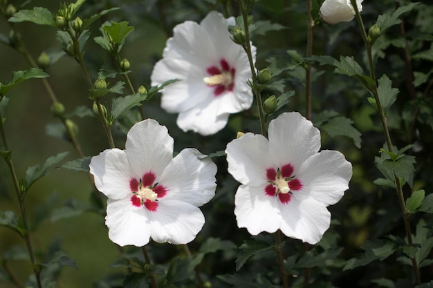 The beautiful rose of Sharon