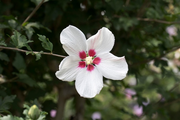 The beautiful rose of Sharon