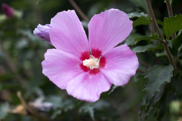 The beautiful rose of Sharon