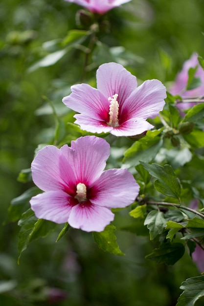 The beautiful rose of Sharon