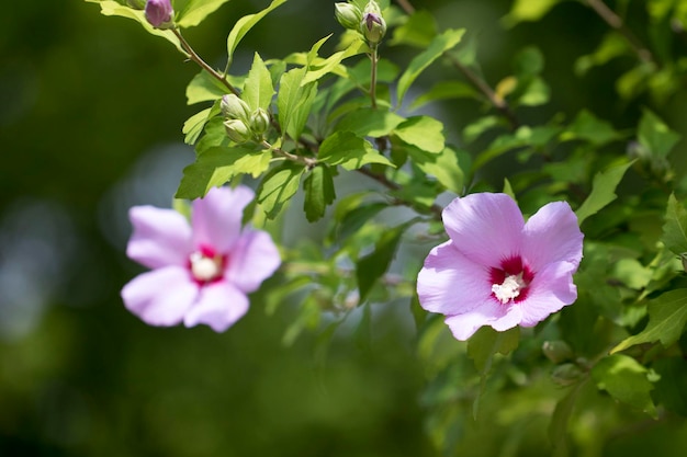 The beautiful rose of Sharon