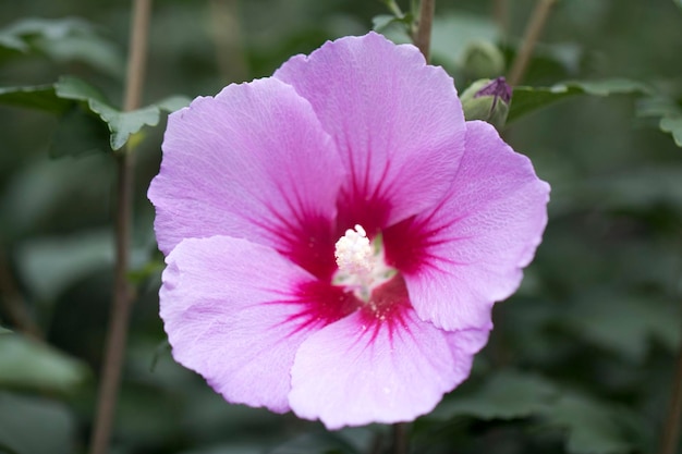 The beautiful rose of Sharon