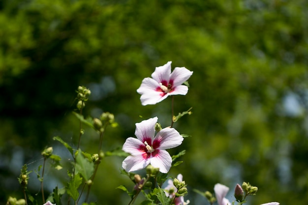 The beautiful rose of Sharon