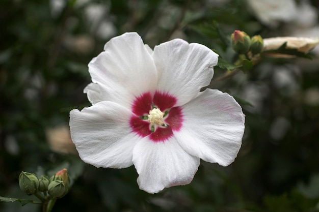 The beautiful rose of Sharon