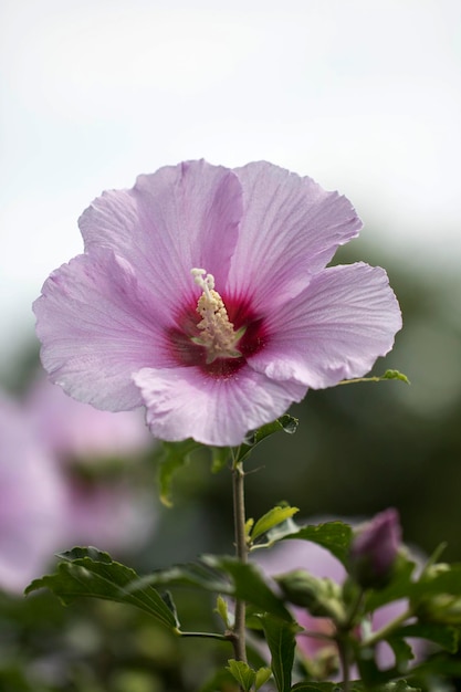 The beautiful rose of Sharon