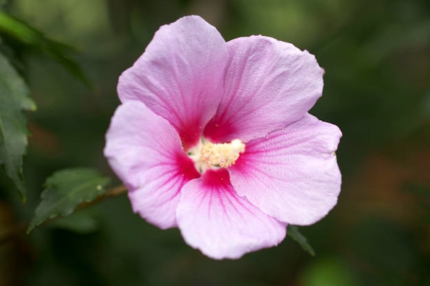 The beautiful rose of Sharon