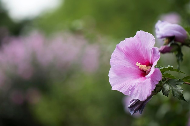 The beautiful rose of Sharon