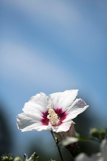 The beautiful rose of Sharon