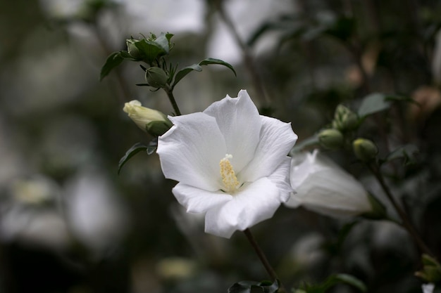 The beautiful rose of Sharon