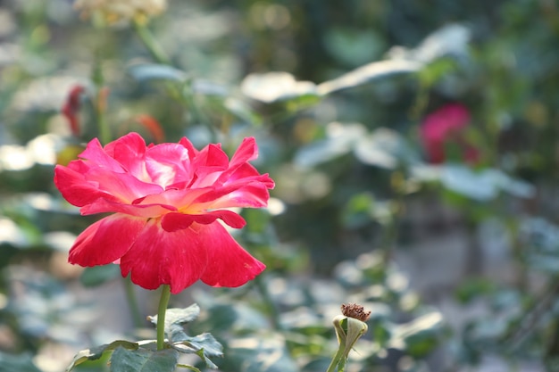 Beautiful rose in tropical 